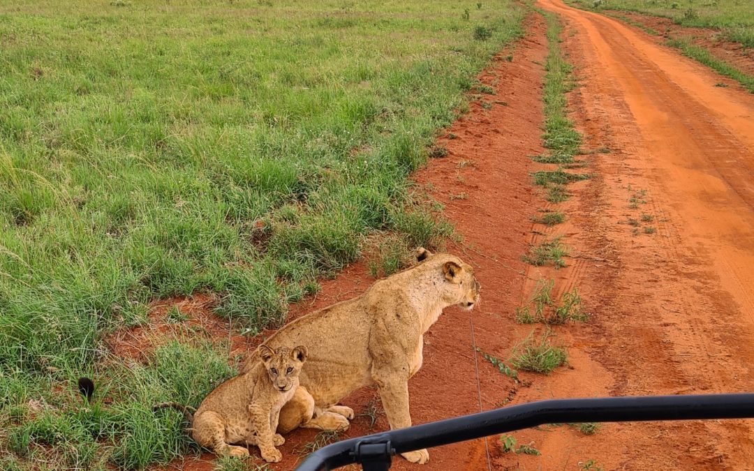 Familien Traumreise Kenia – Safari & Baden